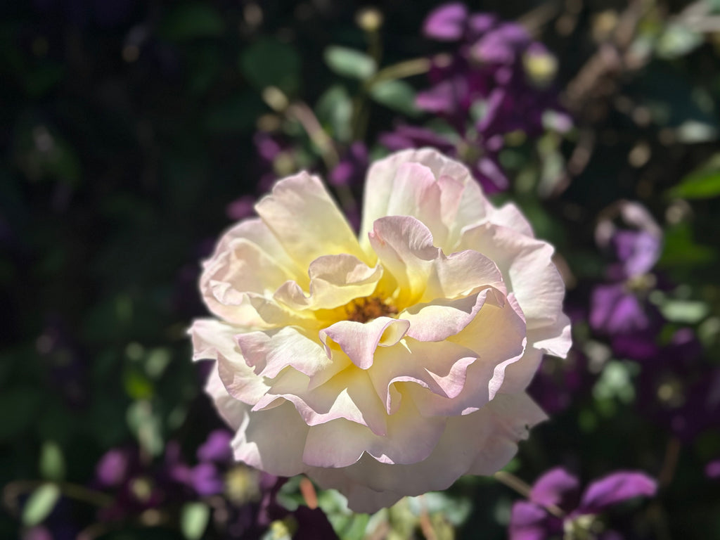 Colourway inspiration: Summer Rose