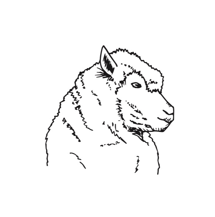 Is ECY yarn cruelty free?