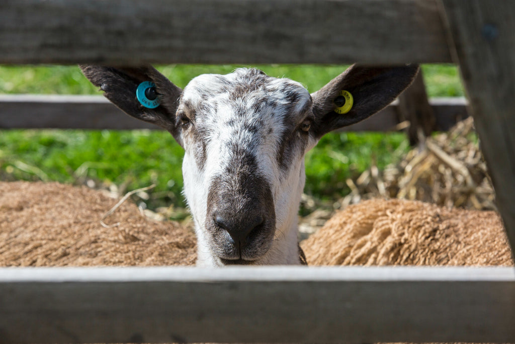 Bluefaced Leicester: all your woolly and sheep questions answered with Hill Top Farm!