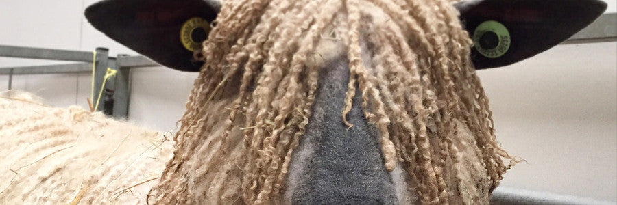 Wonderwool: a round up.