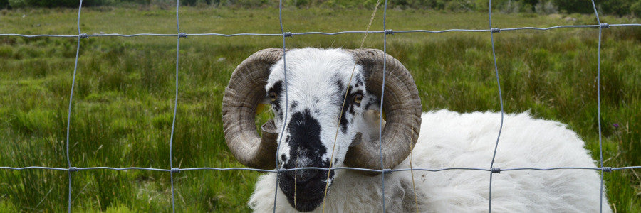 Sheep of Ireland