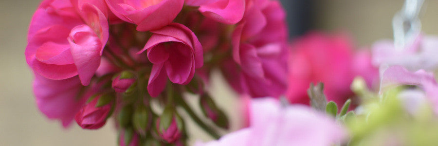 Garden Colours of June