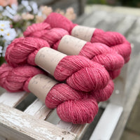 Silverdale DK in Dianthus (Dyelot 030826)
