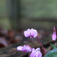 Pendle Sport in Cyclamen (Dyelot 29026)
