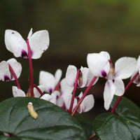 Pendle Sport in Cyclamen (Dyelot 29026)