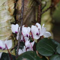 Pendle Sport in Cyclamen (Dyelot 29026)